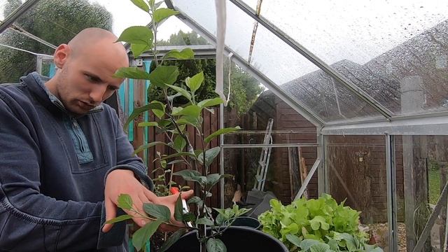 Bench grafting apple and pear trees part 5: removing rootstock growth and initial pruning. смотреть онлайн