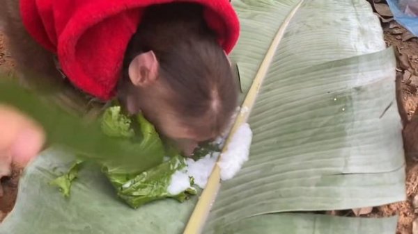 Monkey Baby Tom | Tom eats red apples his mother cooks funny