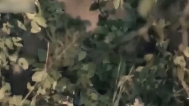 Worthy Of Life! Leopard Foolish When He Dares To Provoke Gorilla Attack and What Happens Next смотреть онлайн