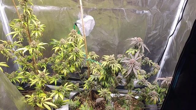 #marshydro plants getting flushed in last week of flower, great work from the #cronknutrients смотреть онлайн