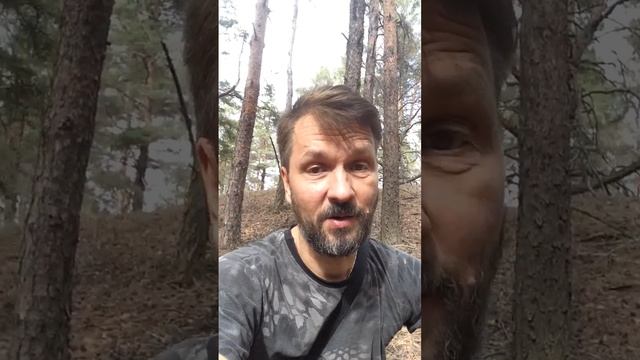 Пантерные мухоморы в сухом лесу. Телеграмм @Muhomar https://t.me/Muhomar смотреть онлайн