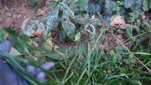 ОБЯЗАТЕЛЬНО СДЕЛАЙТЕ ЭТО В САДУ ОСЕНЬЮ! смотреть онлайн