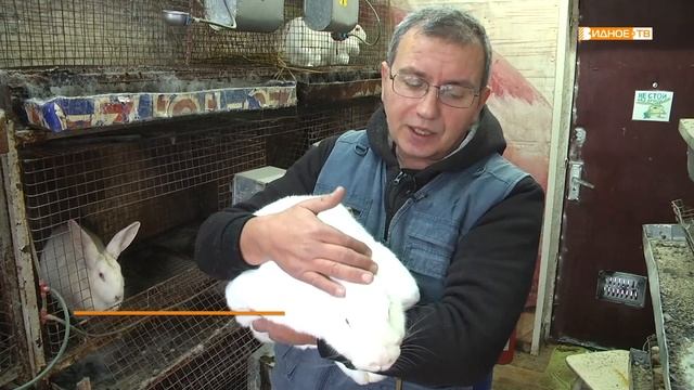 ГОД КРОЛИКА смотреть онлайн