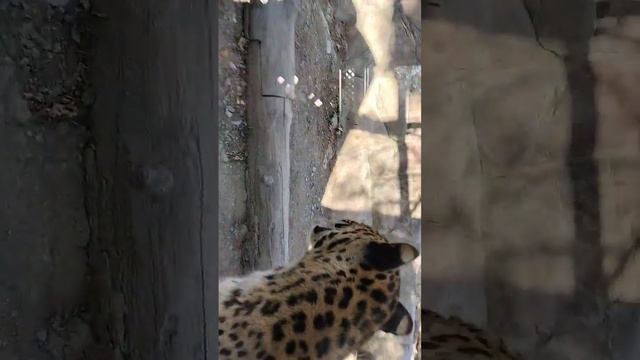 #леопарды #хочуврек #хочуврекомендации #хочувреки смотреть онлайн