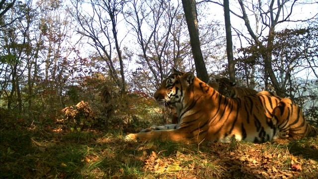 Тигры устроили фотосессию на «Земле леопарда» / Amur tigers play in Leopard Land National Park смотреть онлайн