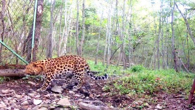 Первый леопард полуострова Гамова попал на видео смотреть онлайн