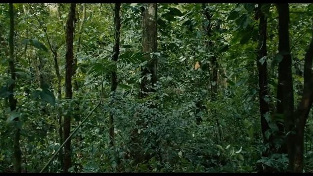 Apocalypto Chase Scene