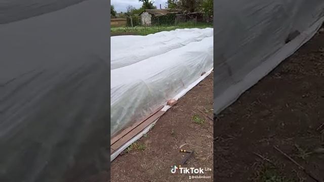 Ураган сдувает клубнику. спасаем урожай как можем. пока затишье, решил снять. #shorts смотреть онлайн