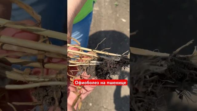 Офиоболез на пшенице,сезон 2023 г. #agriculture #farming #агрономиядлявсех #болезнизерновых #поля