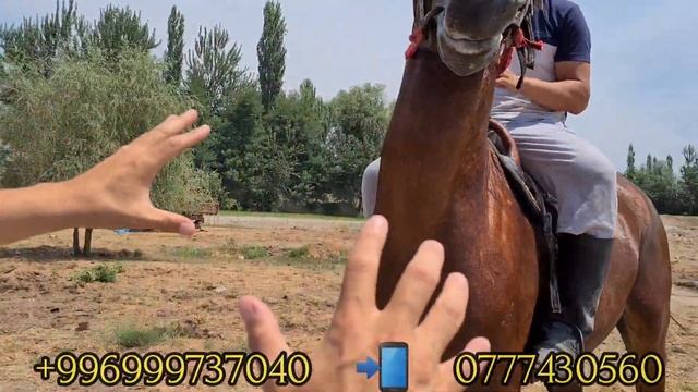 медет акенин төрт мүчө аттары🐎6 июля 2021 г. смотреть онлайн