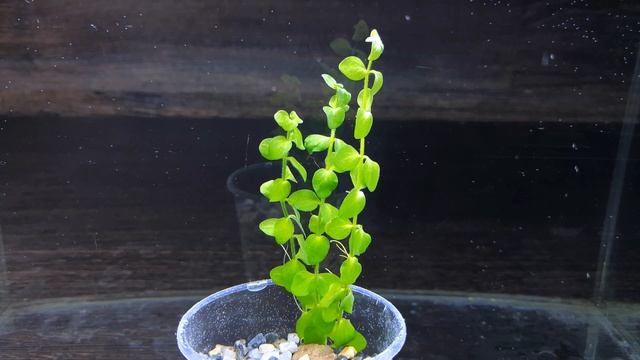 БАКОПА ЮЖНАЯ ( Bacopa australis ) смотреть онлайн