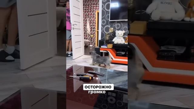 Потеряли пацана #elvingrey смотреть онлайн