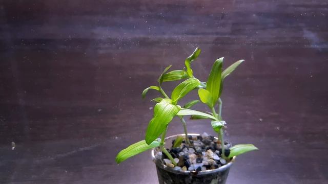 АРТРАКСОН ХИСПИДУС ( Arthraxon Hispidus )