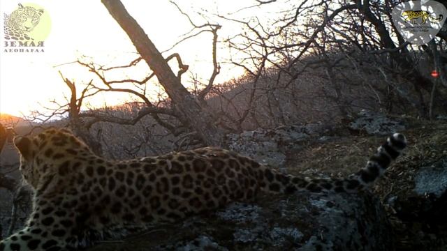 Леопард впервые «спел» на камеру заповедника \ Amur leopard song смотреть онлайн