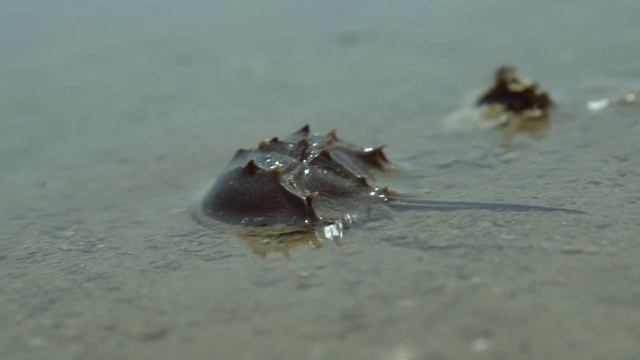 Великий Тихий океан / 1 серия - Таинственный (2017) / 4K 60 FPS смотреть онлайн