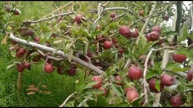 BUY BEST SHIMLA APPLES AND FARM VIEW. смотреть онлайн