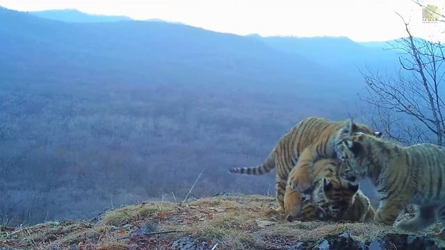 Сразу четыре тигренка попали на видео в нацпарке «Земля леопарда» смотреть онлайн