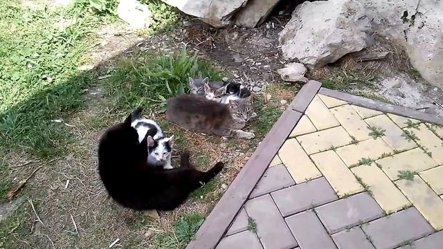 РОДДОМ В ГОРАХ. СЕМЕЙСТВО ДИКИХ КОШЕК. БАРСЫ? МАРИНСКИЙ ПЕРЕВАЛ. МАРА БАШЫ. ГУМ БАШЫ. КИШТИКЛЕ смотреть онлайн