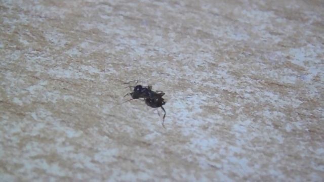 Pheidole Yeensis Vs Messor Structor (муравей-жнец)