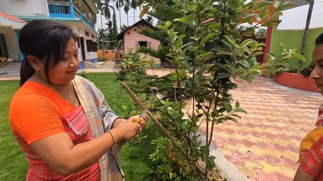 KOKRAJHARAO ASSAM NI FIRST APPLE FARM || Assam Food Forest Nursery || Rahel Basumatary смотреть онлайн