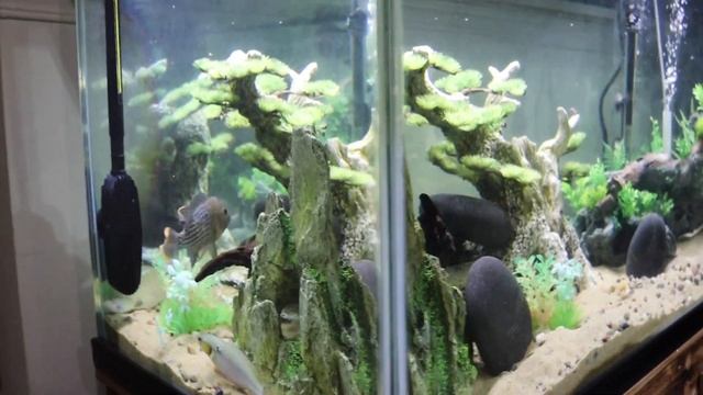 Jaguar Pike Cichlid Feeding | CICHLID FOOD | WHAT TO FEED FOR FAST GROWTH AND STUNNING COLORS смотреть онлайн