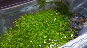 САМЫЙ ПРОСТОЙ МОХ. ТО, ЧТО ВЫ НЕ ЗНАЛИ О НЕМ. РИЧЧИЯ ПЛАВАЮЩАЯ. RICCIA