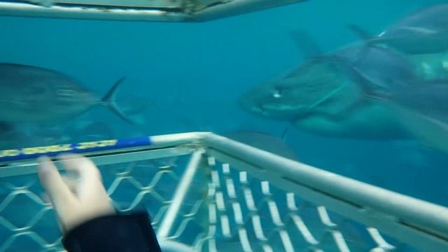 Diving with Great White Sharks, Neptune Islands South Australia смотреть онлайн