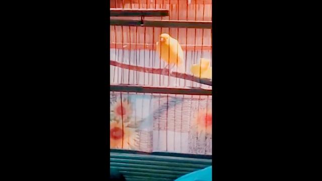 Видео друзей Балу обрёл свой дом смотреть онлайн