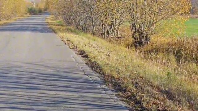 Куда? Бегут куропатки… смотреть онлайн