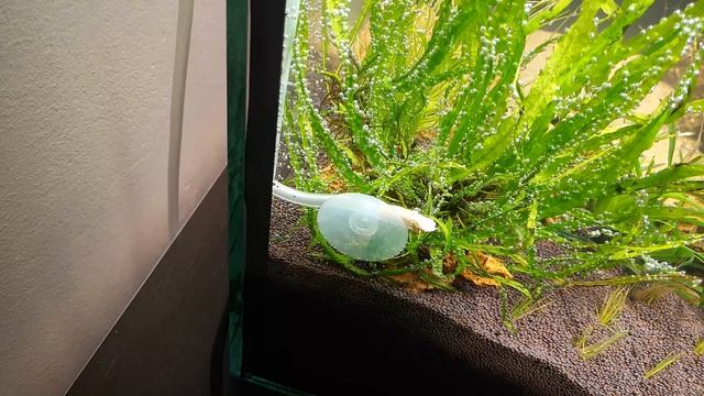 САМЫЙ ПРОСТОЙ И ЭФФЕКТИВНЫЙ ДИФФУЗОР СО2. THE EASIEST AND MOST EFFICIENT CO2 DIFFUSER