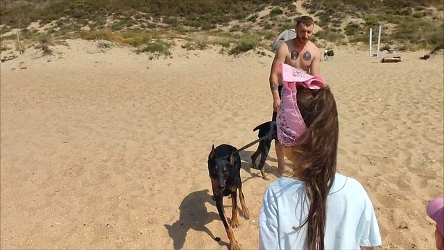 Неожиданно познакомились с доберманами. Один в семье появился прямо вчера из потеряшек. смотреть онлайн