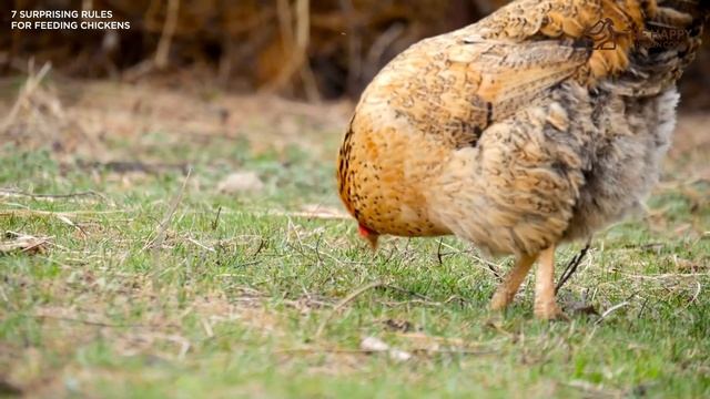 7 Surprising Rules for Feeding Chickens смотреть онлайн