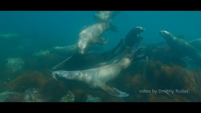 Краснокнижные морские львы попали на видео в Морском заповеднике (автор видео - Дмитрий Рудась) смотреть онлайн