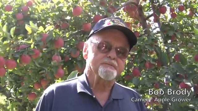 Apple Grower Bob Brody Talking Cameo Apples смотреть онлайн