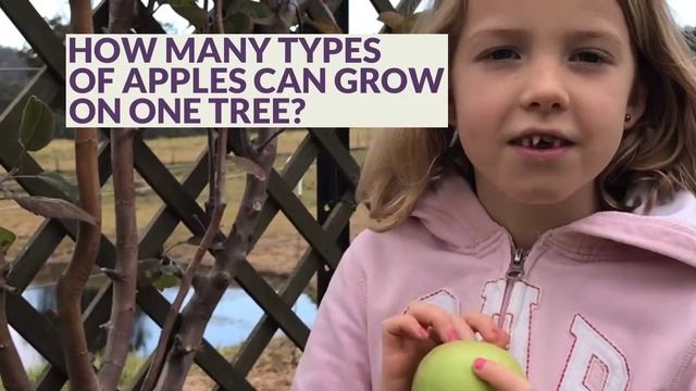 Taste Testing Apples from the same tree смотреть онлайн