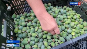 Сезон сбора фейхоа стартовал в Крыму