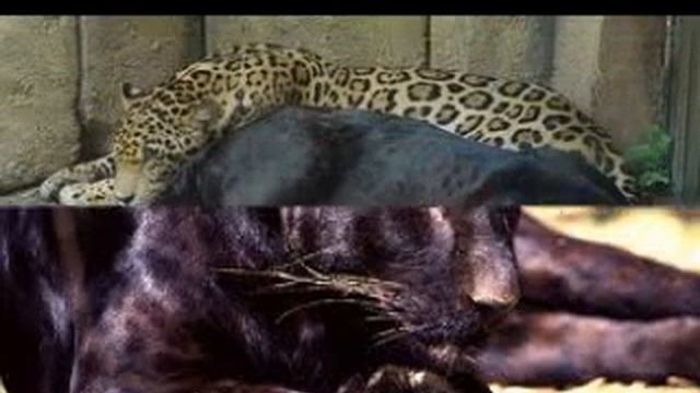 Jaguar Panthera смотреть онлайн