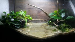 РАЗМНОЖЕНИЕ КРАБОВ Geosesarma sp. Red Devil. ЛИЧНЫЙ ОПЫТ СОДЕРЖАНИЯ