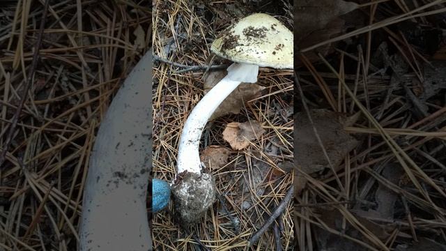 Внимание!!! Бледная поганка. смотреть онлайн