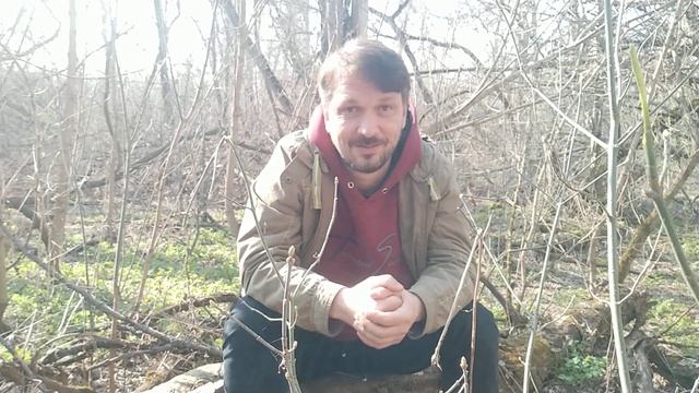 Некоторые вопросы и ответы о мухоморе. смотреть онлайн