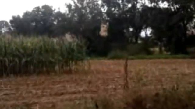 CLAAS Jaguar 800 смотреть онлайн