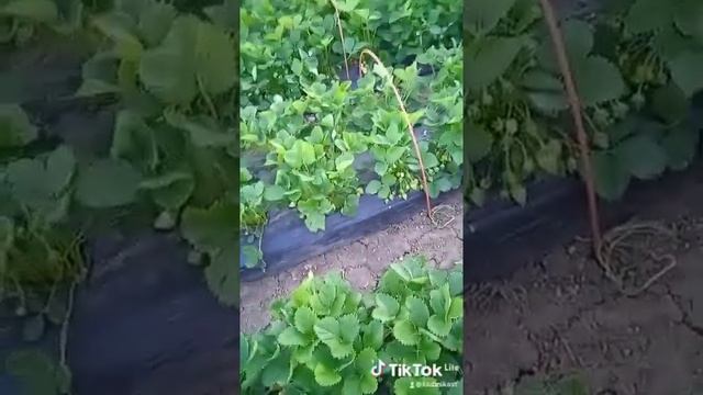 Клубничные грядки. Прошло уже два сбора. #shorts смотреть онлайн