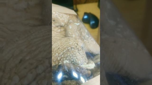 Мухомор партерный. Пишите в телеграмм @Muhomar http://t.me/Muhomar смотреть онлайн