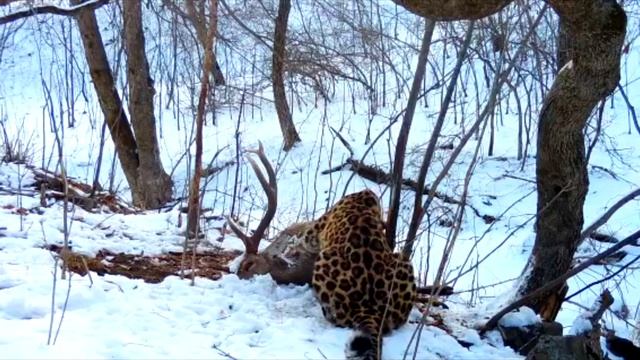 Леопард папы римского с трапезой смотреть онлайн