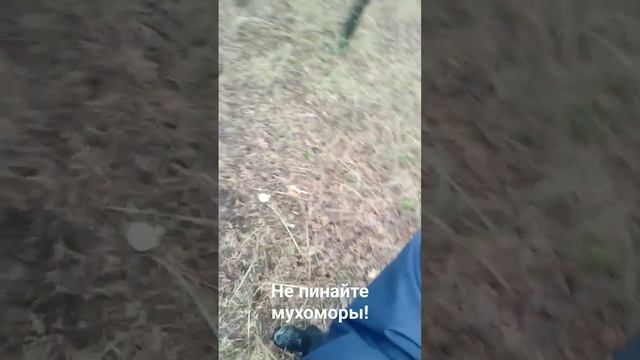 Не пинайте мухоморы ! Мухоморы https://t.me/Muhomar смотреть онлайн