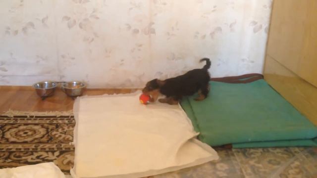 Йорк щенок полтора месяца. Играет Влоги Мистер Бакс смотреть онлайн