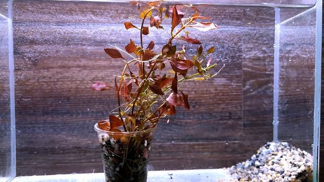 ЛЮДВИГИЯ СУПЕР РЕД ( Ludwigia super red ) смотреть онлайн
