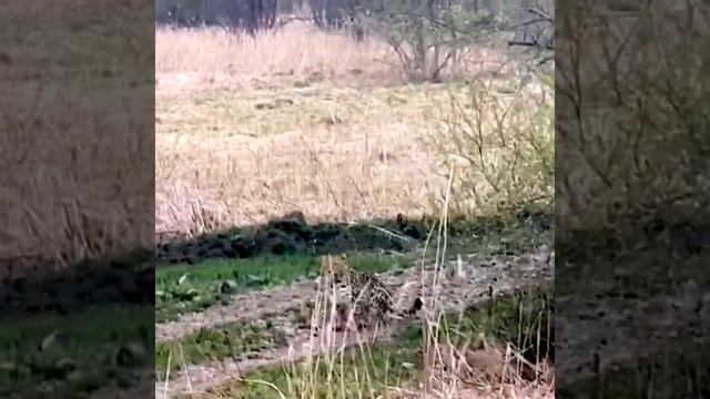 Дальневосточного леопарда сняли на видео у подворья в Приморье смотреть онлайн