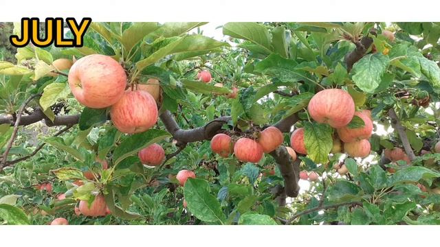 🌸FLOWER TO 🍎FRUIT//APPLE TREE DEVELOPMENT//APPLE FRUIT смотреть онлайн