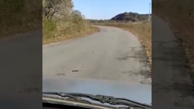 Леопарды на дороге смотреть онлайн